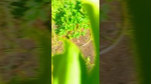 1000060815.mp4