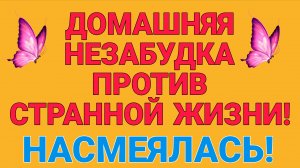ДОМАШНЯЯ НЕЗАБУДКА ПРОТИВ СТРАННОЙ ЖИЗНИ. НАСМЕЯЛАСЬ.