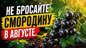 Что сделать со смородиной сразу после сбора ягод 15 шагов в августе