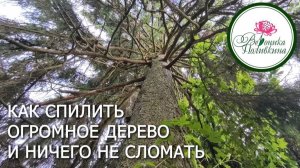 Как спилить дерево высотой с многоэтажку и ничего не повредить