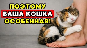 7 фактов, почему кошки самки полностью отличаются от котов самцов