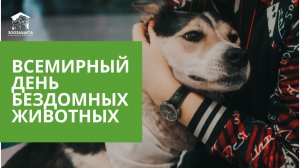 На днях отмечался Всемирный день бездомных животных!