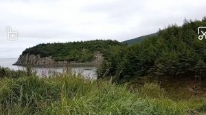 Магадан. Старая Веселая. Собираем мидии. Лиса на острове. 🦊🌿🐙