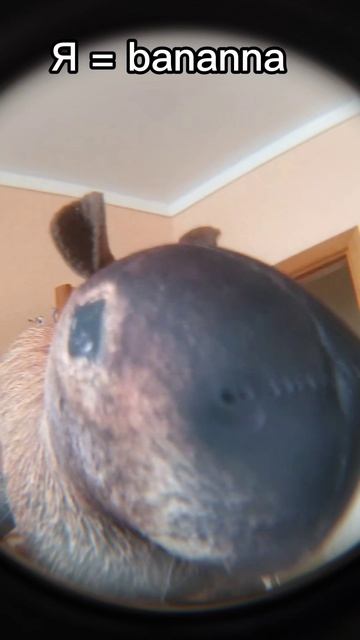 тик ток