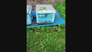 Поймал рой пчел.