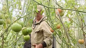 Собрали 5 вёдер Отличных 🍅 Помидор.