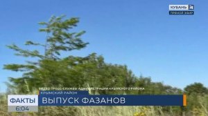 В Крымском районе в дикую природу выпустили 300 молодых фазанов