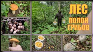 💥Поиск грибов. Выгребаем полными вёдрами! 🍄 Жёлтые ковры лисичек. Владимирская обл.