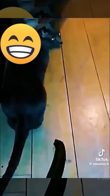 Вио вио коты летуны сатаны хвхах