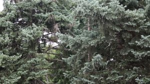 В Армавире заменят около 30 голубых елей на аллее возле здания администрации