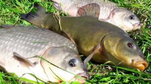 Почему именно в Июле ловится самая редка и вкусная рыба наших рек?