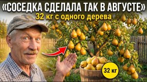 ГРУША в августе подкормка — а вы его сыпете каждый год