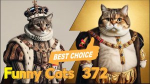 Смешные коты #372
