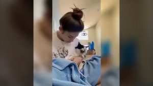 Коты