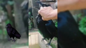Говорящий ворон.