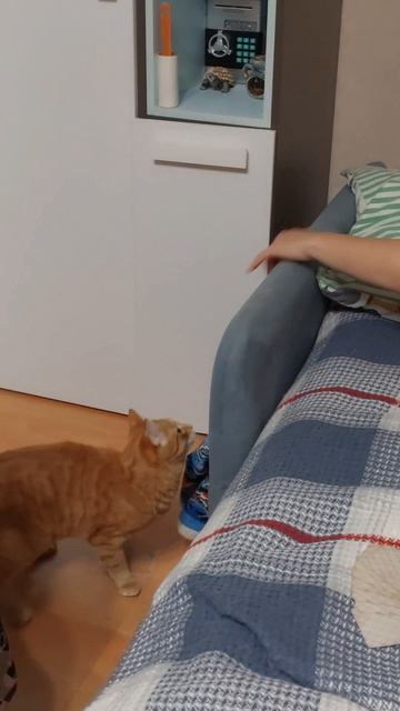 Кошачий дизайн дивана после ты-гыдыков