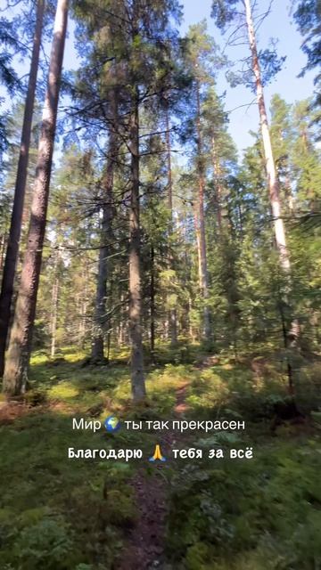 Лесная сказка в августе 🌿🦔Мир прекрасен и полон любви 🤍