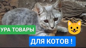 ТОВАРЫ ДЛЯ КОТОВ с Wildberries
