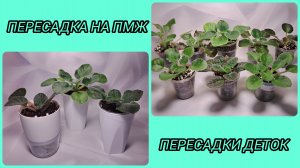 Пересадка фиалок на ПМЖ. Пересадки деток.