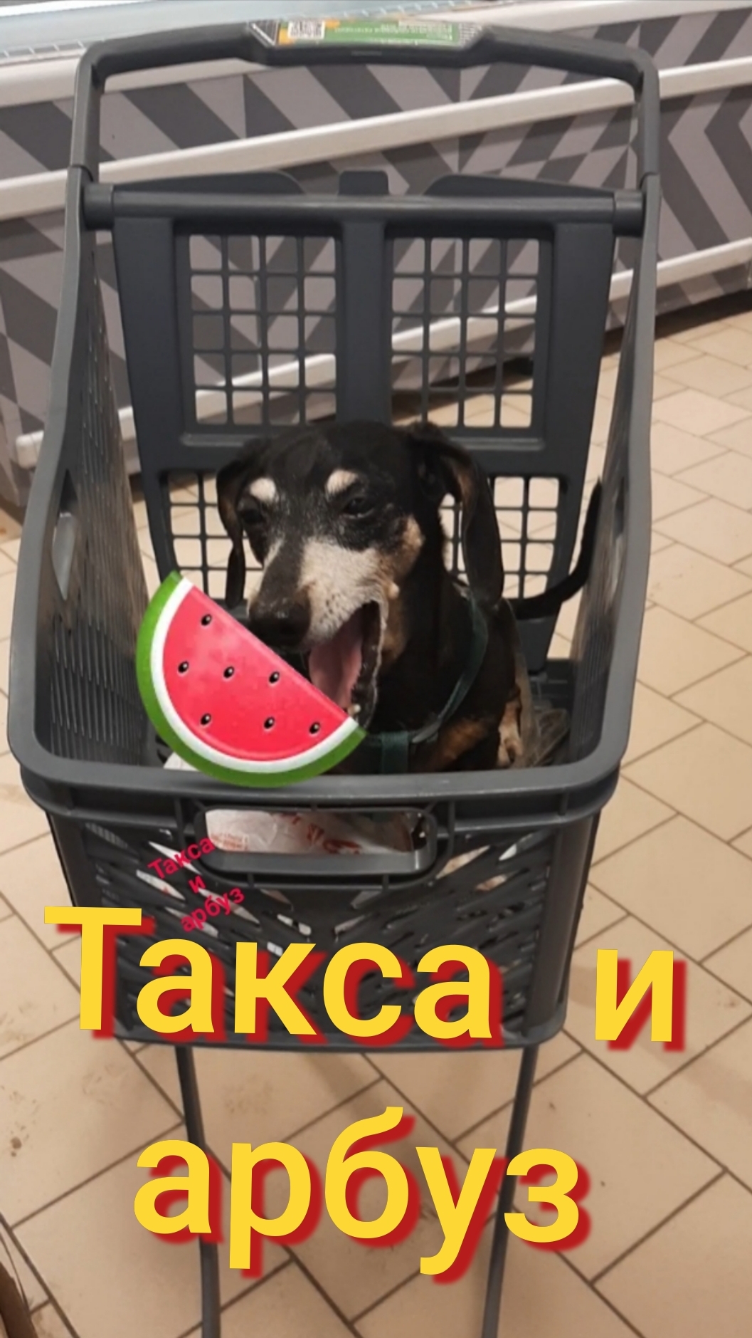 Собака такса! В одной корзине, хвостик и арбуз!