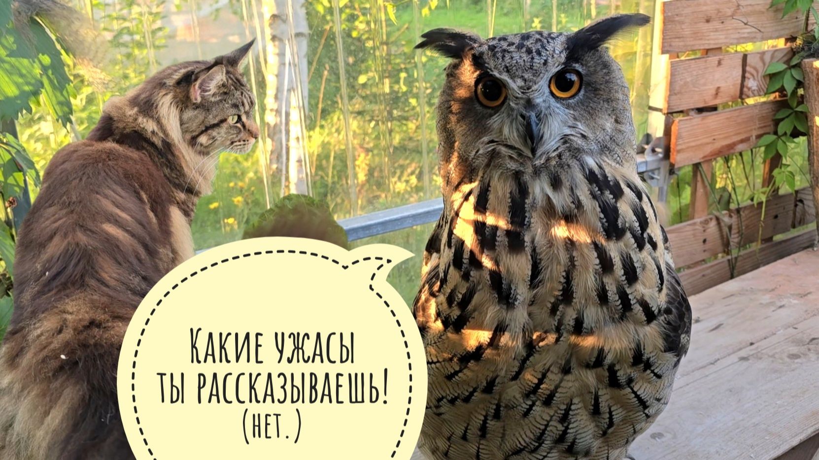 Кошка Морошка поделала нам нервы, решив вечером заболеть неизвестно чем. Сова Ёль не впечатлилась