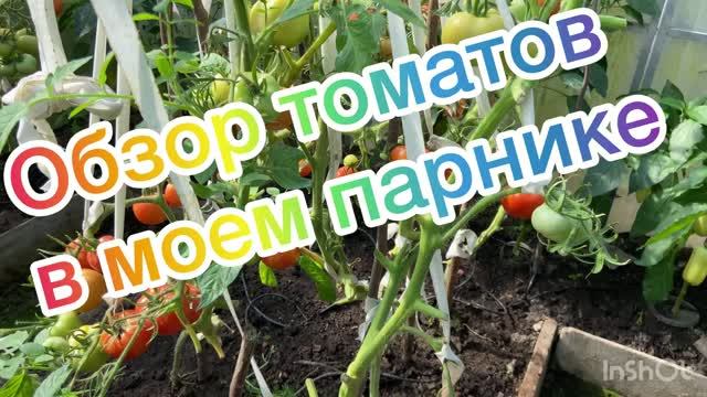 Обзор томатов в моем парнике. 2026