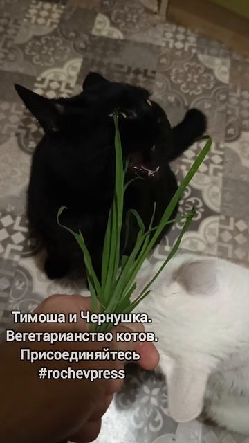 Вегетарианство котов #тимомафия #коты #rochevpress #белыйкот #юмор #чернаякошка