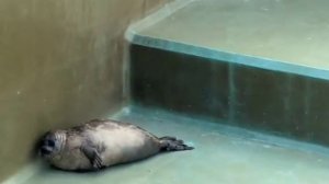 В японском зоопарке тюлень попытался залезть повыше, но быстро сдался и решил просто поваляться
