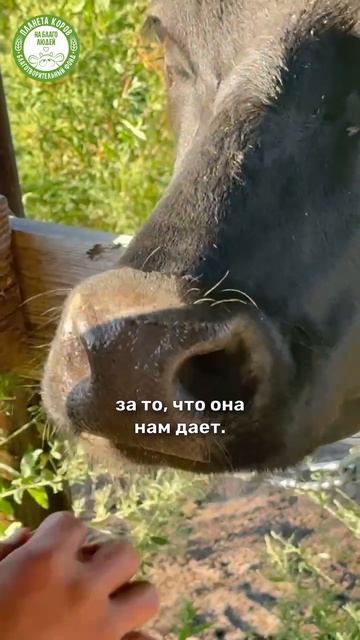18 августа на Планете коров пройдет особенное онлайн-кормление счастливых коров