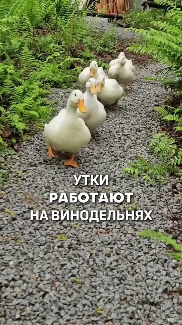 УТКИ РАБОТАЮТ НА ВИНОДЕЛЬНЕ! 🍷
