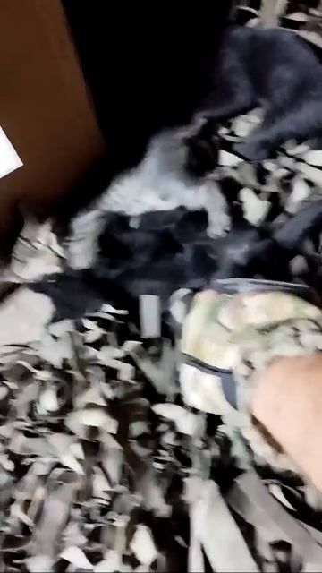 🐱 Неожиданное пополнение в блиндаже  У наших бойцов появились маленькие пушистые соседи — целое сем