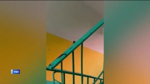 Жители многоэтажки в уфимском Сипайлово жалуются на тараканов