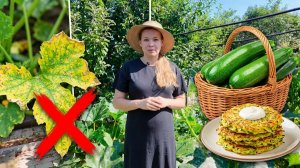 Кабачки в августе — это не просто овощ, это судьба: августовский уход и идеи на каждый день