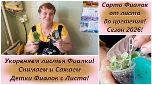 Сорта Фиалок от листа до цветения! Сезон 2026! Укореняем листья Фиалки! Снимаем и Сажаем Детки Фиало