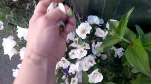 ВОСКРЕСНЫЙ🫠16.08.26/ВИДЕО🏡ПРИВЕТ✌️с🌲СИБИРИ/ОТВЕТ☺️НА ХАМСТВО