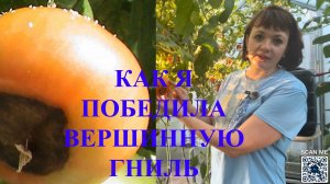 Как избавиться от вершинной гнили на томатах?