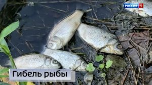 Вопросы к состоянию водоёма