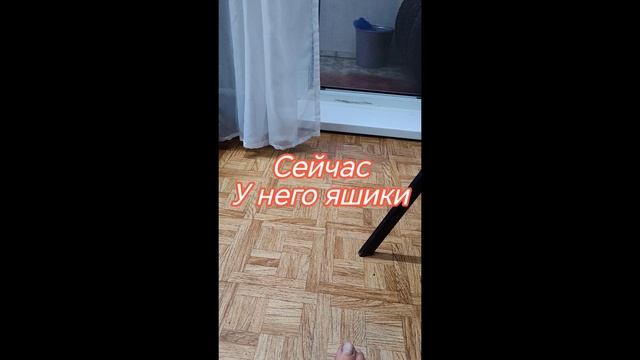 Марик растёт быстро✅ в высоту и длину 😉