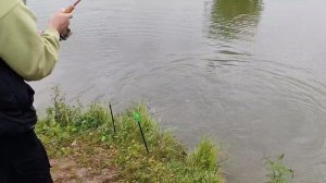ещё один осëтор в подсаке