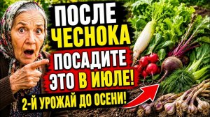 Что посадить после чеснока в августе — второй урожай УЖЕ ЧЕРЕЗ 40 ДНЕЙ!