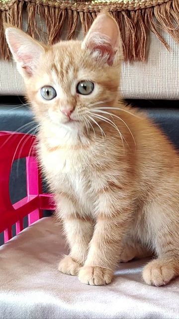 Прекрасная игра, котенок. #котенок #котята 4k