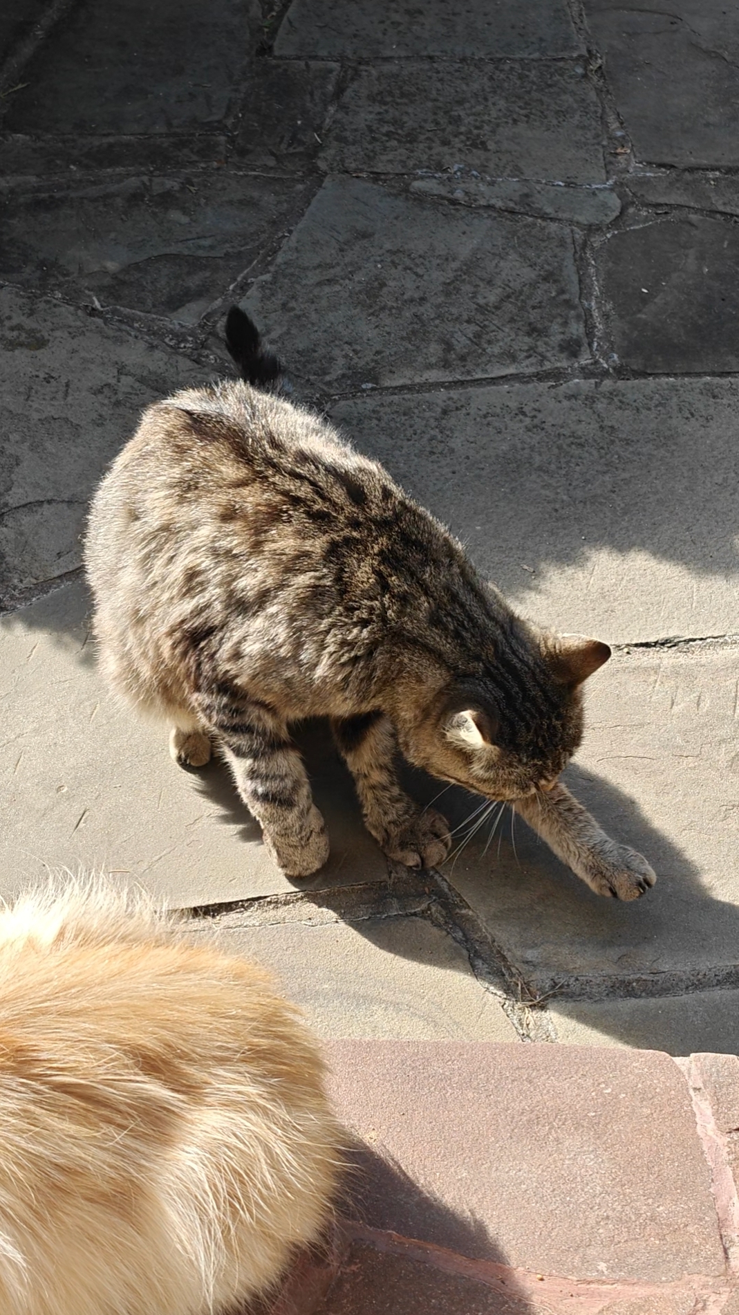 Усатая братва с проблемами!  Главное - сыты! #trending #funny #cat #cats #кот #коты #природа #nature
