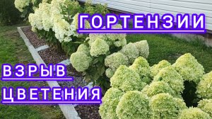 Мощно цветут гортензии .Новинки через три года только ,обзорчик