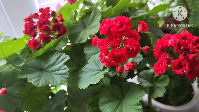 Хорошее время для обрезки Пеларгонии ☘️💃🦋🥀☘️