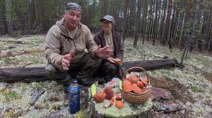 По колдобинам - в сосновое царство. Грибы есть, чай на пеньке - день удался!