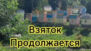 Взяток продолжается