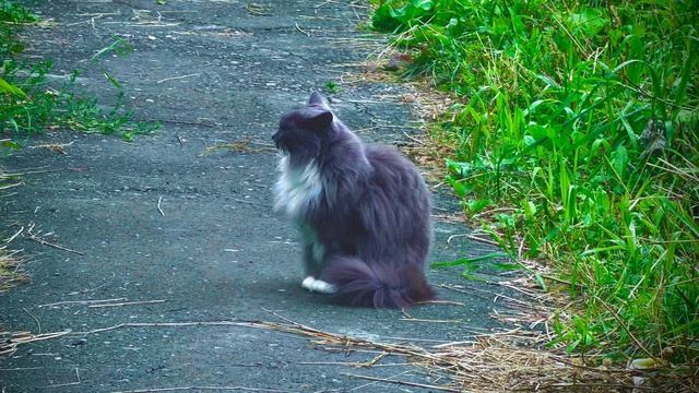 Капли на листьях , городские котики 🐈, и немного аллеи Победы