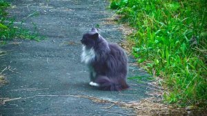 Капли на листьях , городские котики 🐈, и немного аллеи Победы