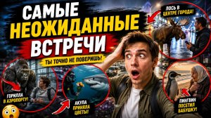 Самые Неожиданные Встречи