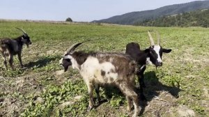 Одинокая бабушка  живёт одна в глухой деревне